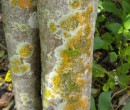 Lichen on the tree trunk