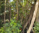 Thick vegetation on Pulau Ubin ~ Fig tree