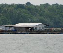 Floating fish farms