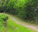 Bike track near the western end of Pulau Ubin