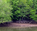 Avicennia mangrove stilt roots and pneumatophores