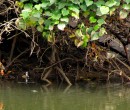 Avicennia mangrove stilt roots and pneumatophores