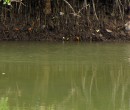 Mangrove roots and pneumatophores