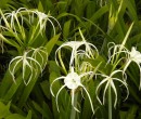 Morning walk through the NTU campus - Spider Lily