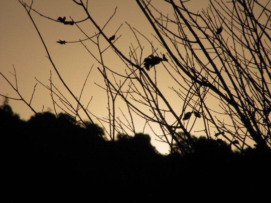 Autumn sunset May 5th 2012