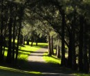 Cycling by Byarong Creek Figtree