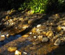 Cycling by Byarong Creek Figtree