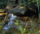 Cycling by Byarong Creek Figtree