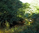 Cycling by Byarong Creek Figtree