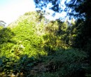 Cycling by Byarong Creek Figtree