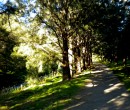 Cycling by Byarong Creek Figtree