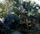 Cycling by Byarong Creek Figtree