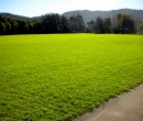 Roy Johanson Park Figtree