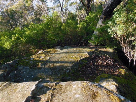 On the Robertson's Lookout track