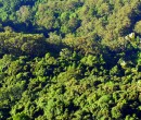 Semi-temperate rainforest on the Illawarra Escarpments