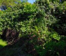 The bush of Mount keira