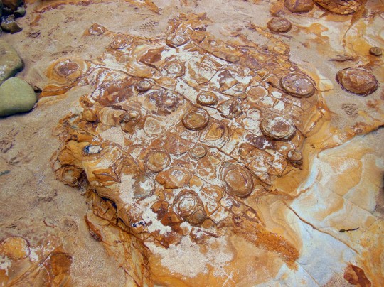 Rock Platform at Bulli Point