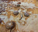 Rock Platform at Bulli Point