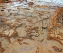 Rock Platform at Bulli Point