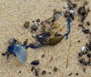 Blue-bottle jellyfish
