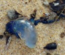 Blue-bottle jellyfish