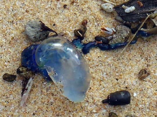 Blue-bottle jellyfish