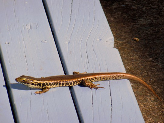 Eastern Water Skink