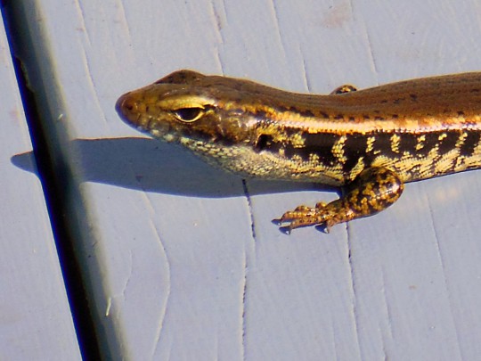 Eastern Water Skink