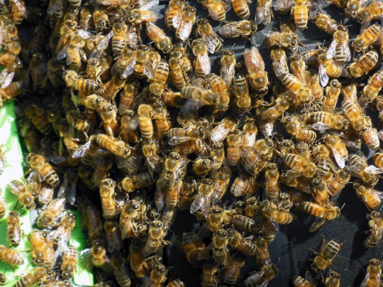 The bees forming a mass of excitement on the compost bin.