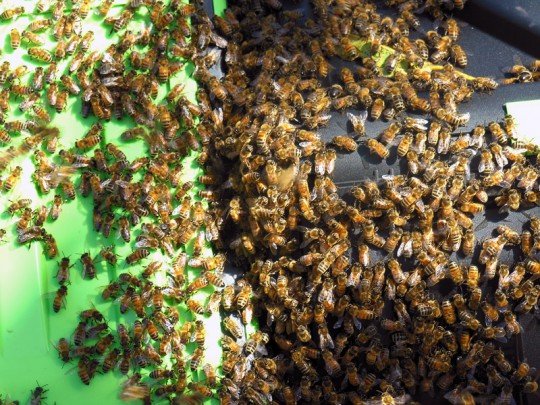 The bees forming a mass of excitement on the compost bin.