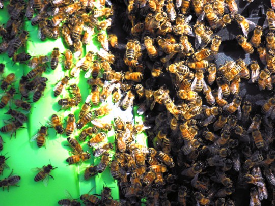 The bees forming a mass of excitement on the compost bin.